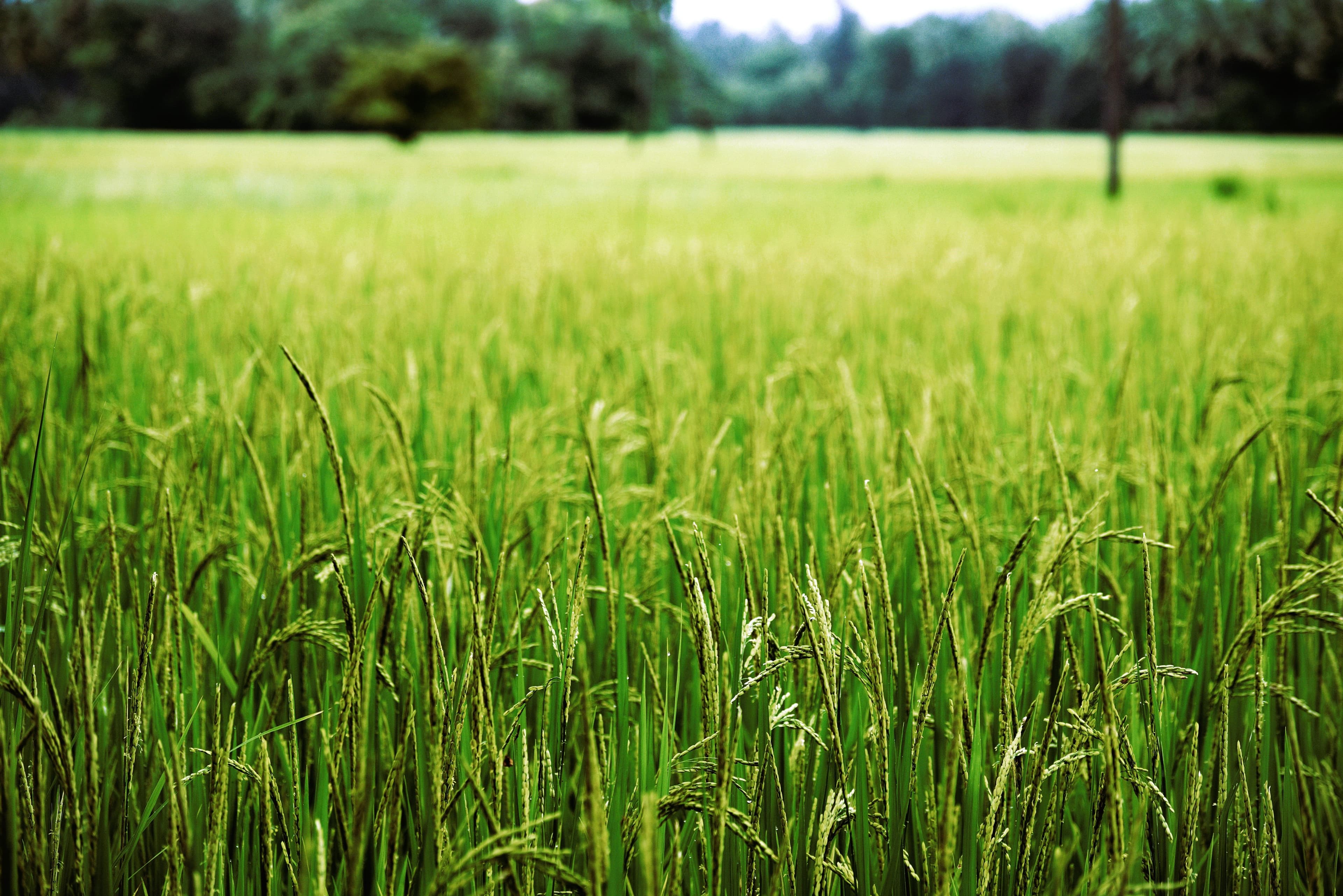 India now world’s largest rice producer; beats China with over 150 MT output