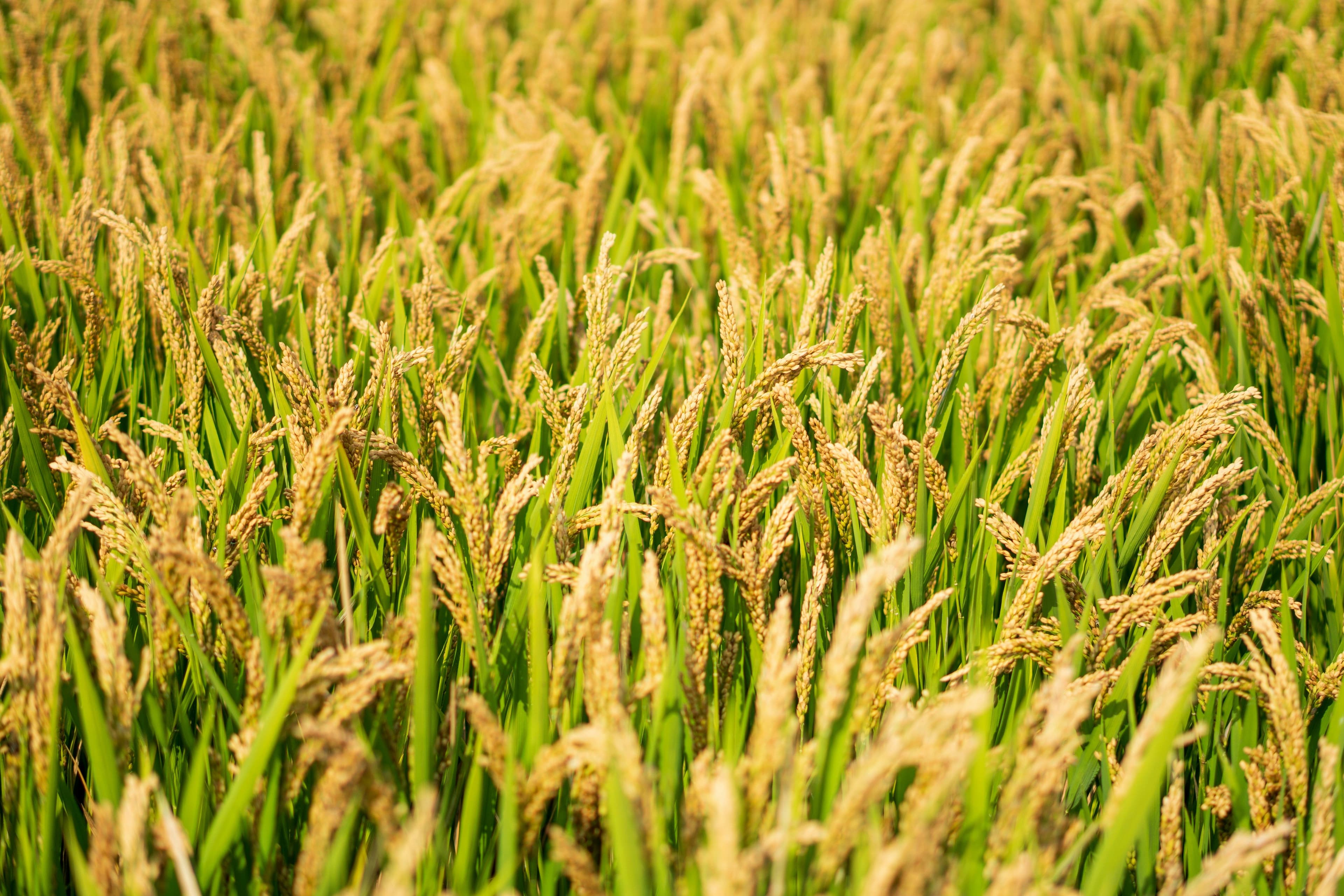 India set for record 376.6m tonne foodgrain harvest in 2025-26