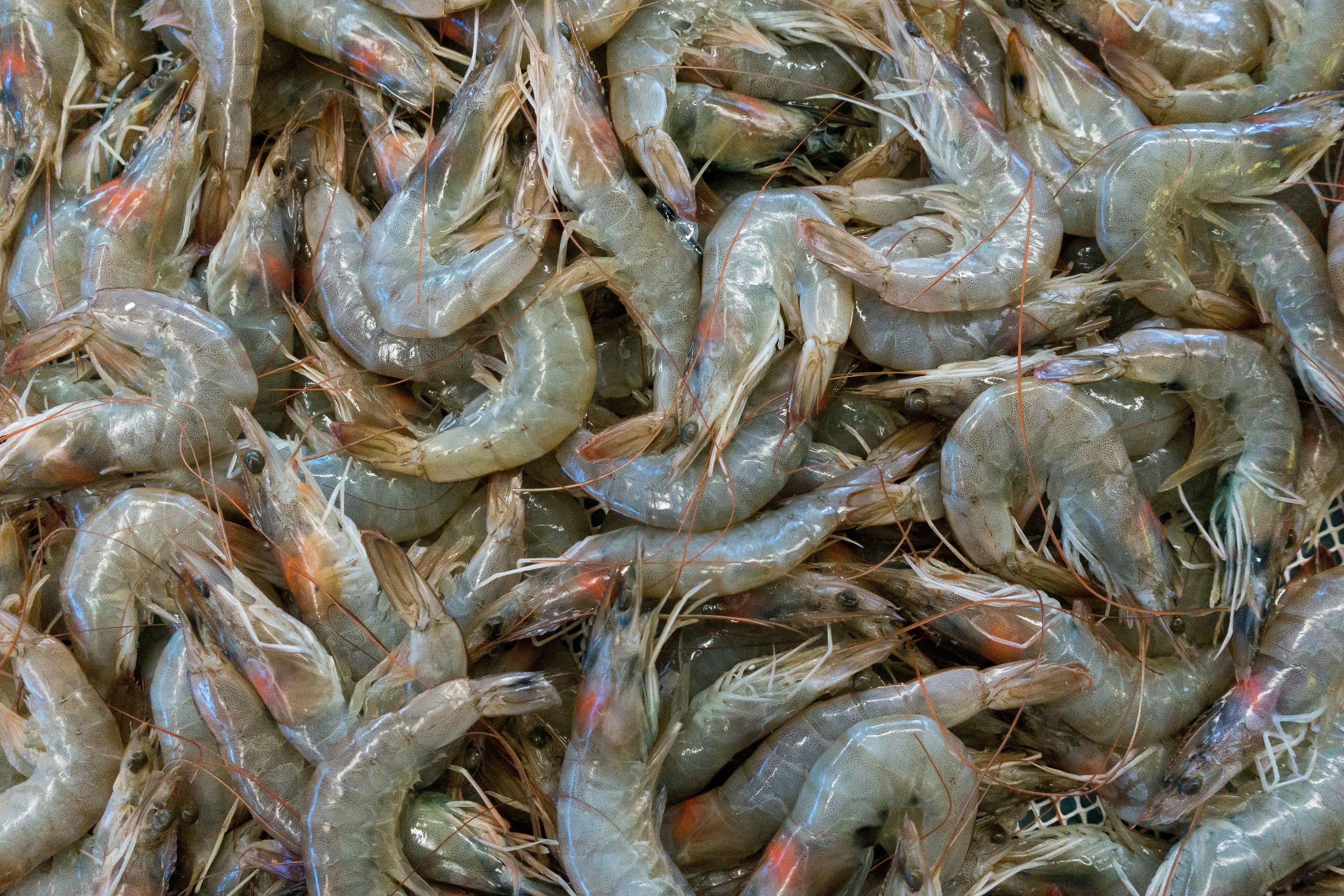 Seafood exports hit record high as market diversification drives growth