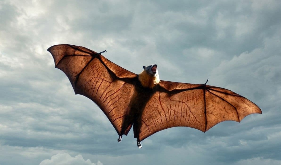 Flying pharmacists: Using mosquitoes to vaccinate wild bats