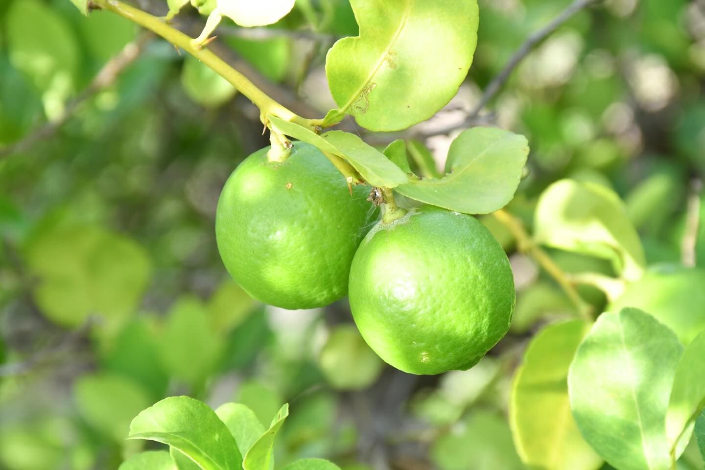 GI-tagged Indi Lime gains global traction as Oman opens new trade pathways