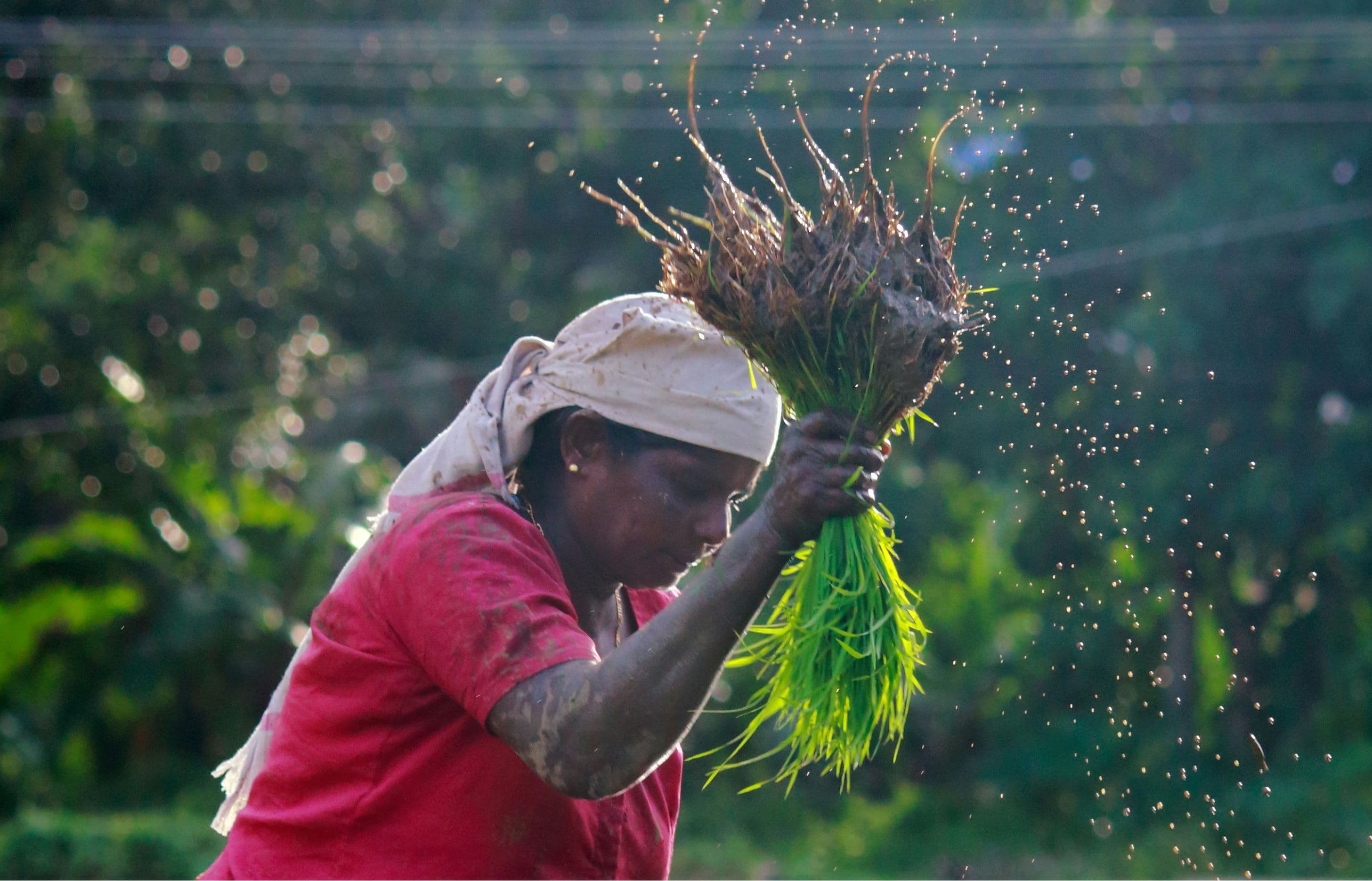 Rural consumption holds firm as income, savings & investment lose steam